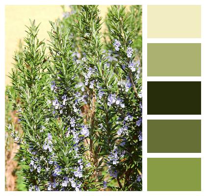 Nature Spice Up Food Rosemary Plant Healthy Kitchen Cook Green Herbs Seasoning Image